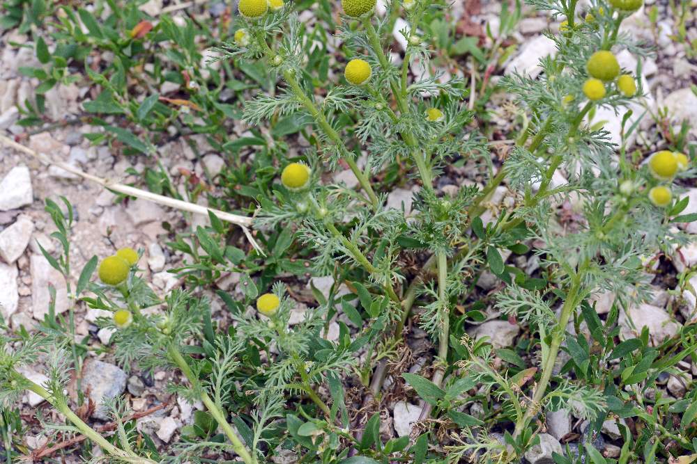 Matricaria discoidea / Falsa camomilla